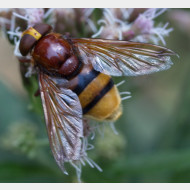 03 Volucella zonaria