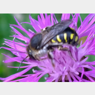 03 schwebfliege 01