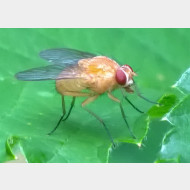 04 Lauxaniidae