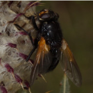 04 Mesembrina meridiana