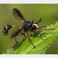 04 Physocephala rufipes