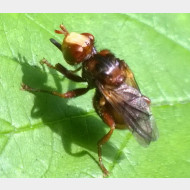 04 Sicus ferrugineus