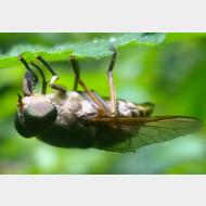 04 Tabanus sudeticus