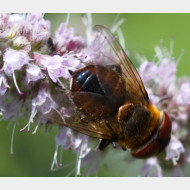 05 Phasia-hemiptera-w