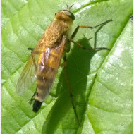 06 Thereva nobilitata
