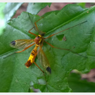 10_Ctenophora ornata