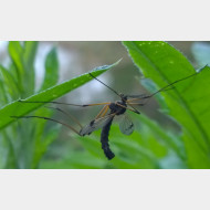 10_Dictenidia bimaculata