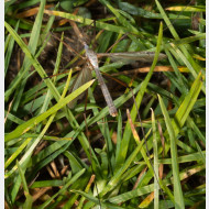 10_Schnake 01