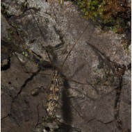 10_Schnake 02