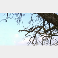 WP 20150216 14 05 34 Pro kraehe