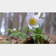 WP 20150312 14 38 19 Pro