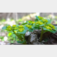 WP 20150317 14 01 31 Pro