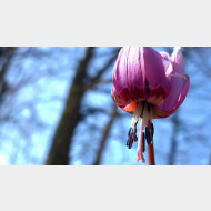 WP 20150319 10 27 19 Pro hundszahn2