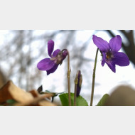 WP 20150322 09 58 55 Pro