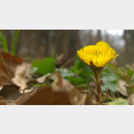 WP 20150322 10 38 09 Pro