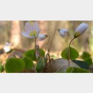 WP 20150328 10 56 38 Pro oxalis