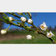 WP 20150331 11 39 22 Pro