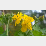 WP 20150417 07 19 06 Pro 1