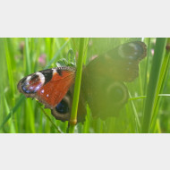 WP 20150513 15 36 49 Pro 1