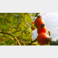 WP 20140819 08 37 54 Pro2
