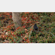 WP 20141120 09 32 45 Pro Amsel hartberg