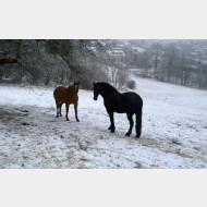 WP 20160106 pferd1