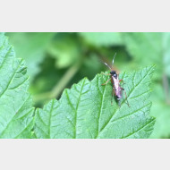 WP 20150625 14 11 43 Pro 1a Stenichneumon militarius