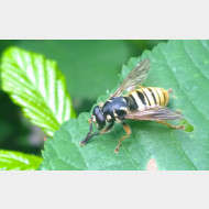 WP 20150626 11 20 25 Pro 1a Wespen Moderholzschwebfliege 