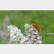WP 20150818 15 13 33 Pro 1a