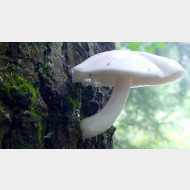 WP 20140806 09 18 07 Pro champignon baum