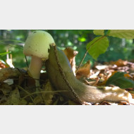 WP 20140829 08 54 37 Pro Schnecke champignon