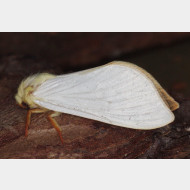 Hepialidae Hepialus humuli m