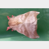 Saturniidae Hemileucinae Hylesia continua alinda Druce