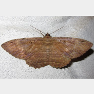 Noctuidae Calpinae Letis magna