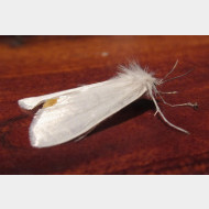 Lymantriidae unbestimmt