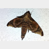 Sphingidae Enyo taedium