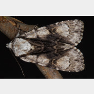 Acronictinae Acronicta alni