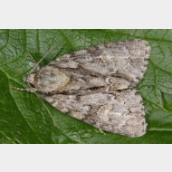 Acronictinae Acronicta strigosa