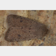 Hadeninae Orthosia cruda