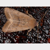 Hadeninae Orthosia cerasi