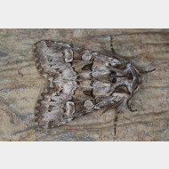 Hadeninae Pachetra sagittigera