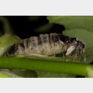  Lymantriinae Orgyiini Antiqua w