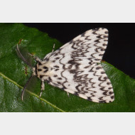 Lymantriinae Lymantria monacha