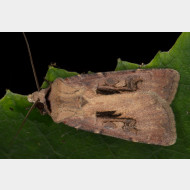 Noctuinae Agrotina Agrotis exclamationis Aberration