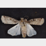 Noctuinae Opigena polygona