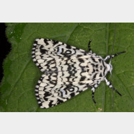 Pantheinae Trichosea ludifica