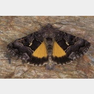 Plusiinae Syngrapha ain