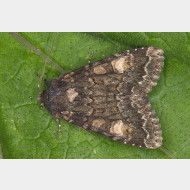 Xyleninae Apamea rubrirena