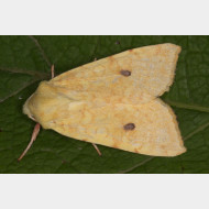 Xyleninae Cirrhia icteritia f. flavescens