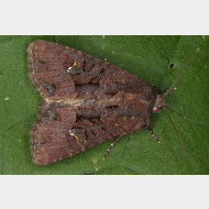 Xyleninae Mesapamea secalella